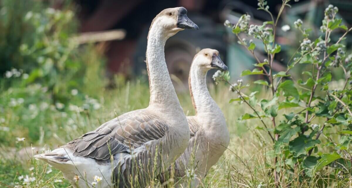 Cara Merawat Angsa: Panduan Lengkap Untuk Pemula
