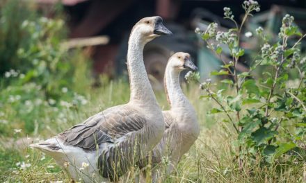 Cara Merawat Angsa: Panduan Lengkap Untuk Pemula