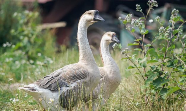 Cara Merawat Angsa: Panduan Lengkap Untuk Pemula