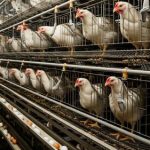 Mengelola Kandang Ayam Petelur: Kebersihan Dan Kenyamanan