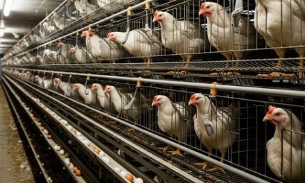 Mengelola Kandang Ayam Petelur: Kebersihan Dan Kenyamanan