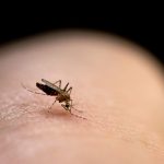 Nyamuk: Lebih Dari Sekadar Gigitan Yang Mengganggu