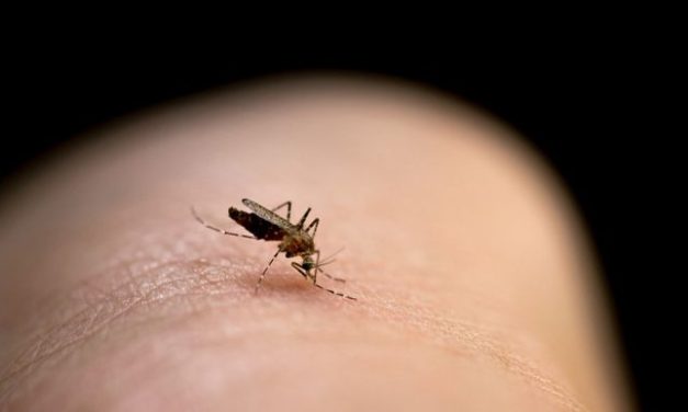 Nyamuk: Lebih Dari Sekadar Gigitan Yang Mengganggu