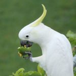 Makanan Terbaik Untuk Burung Kakak Tua Peliharaan