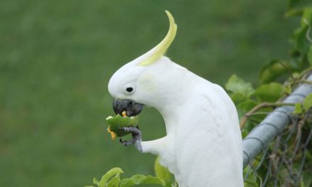 Makanan Terbaik Untuk Burung Kakak Tua Peliharaan