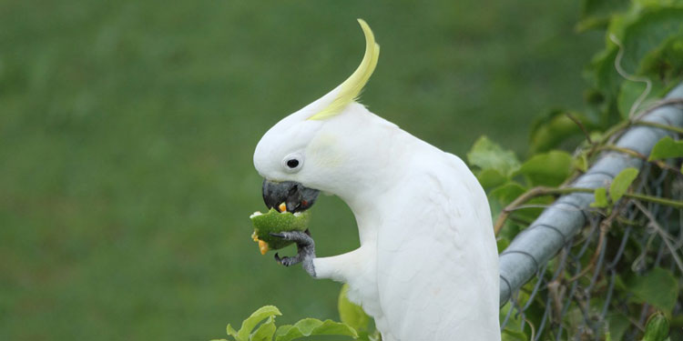 Makanan Terbaik Untuk Burung Kakak Tua Peliharaan