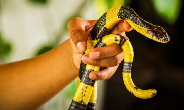 Manfaat Ular Dalam Ekosistem Dan Kehidupan Manusia