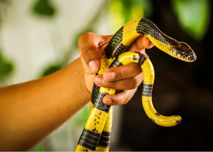 Manfaat Ular Dalam Ekosistem Dan Kehidupan Manusia