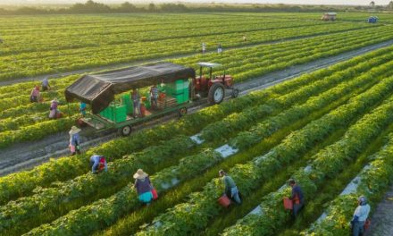 Pertanian Organik: Solusi Ramah Lingkungan Untuk Masa Depan