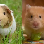 Perbedaan Hamster, Tikus, Dan Marmut Sebagai Hewan Pengerat