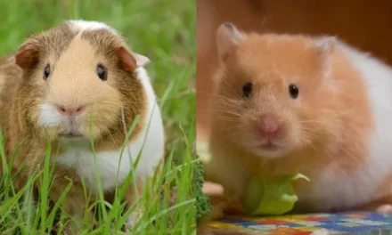 Perbedaan Hamster, Tikus, Dan Marmut Sebagai Hewan Pengerat