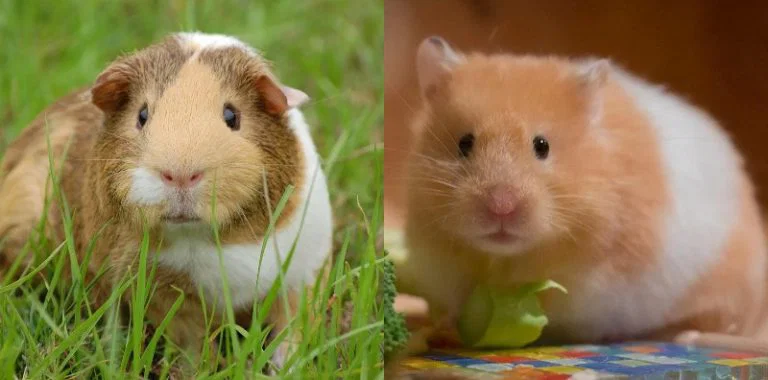 Perbedaan Hamster, Tikus, Dan Marmut Sebagai Hewan Pengerat