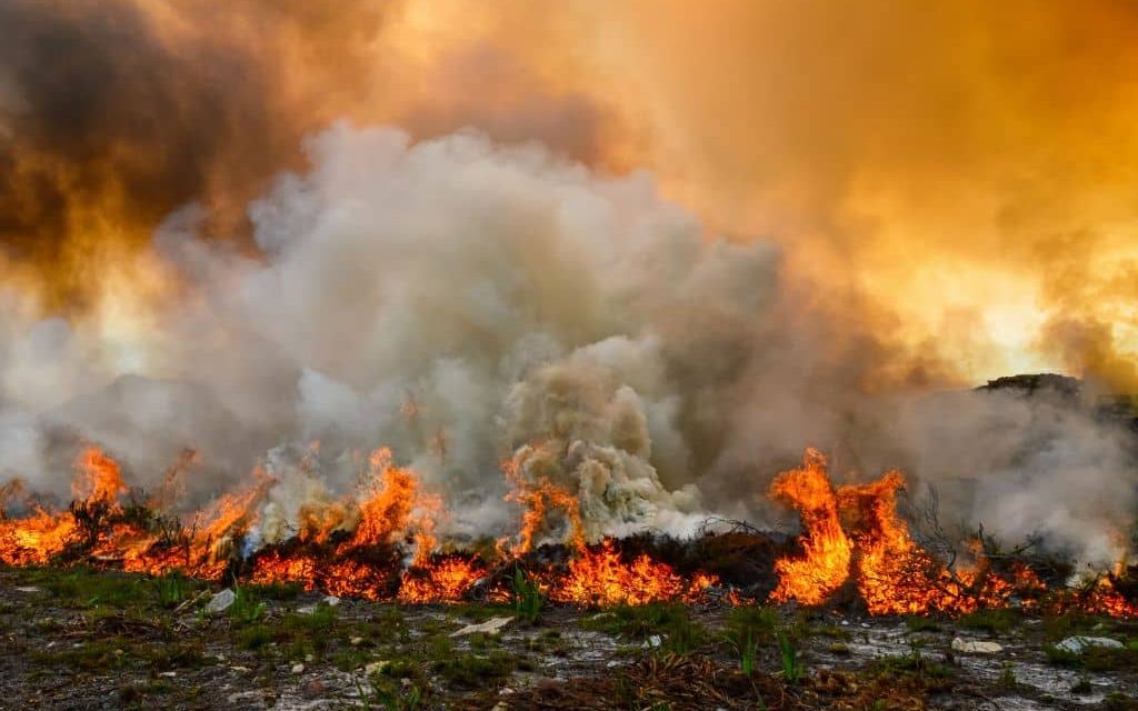 Kebakaran Hutan Dan Satwa: Ancaman Keanekaragaman Hayati