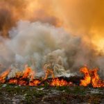 Kebakaran Hutan Dan Satwa: Ancaman Keanekaragaman Hayati