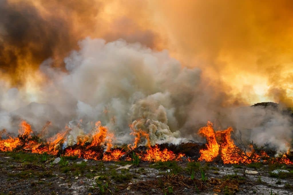 Kebakaran Hutan Dan Satwa: Ancaman Keanekaragaman Hayati