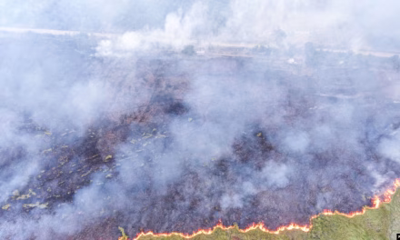 Kabut Asap Lintas Wilayah: Dampak Akibat Kebakaran Hutan