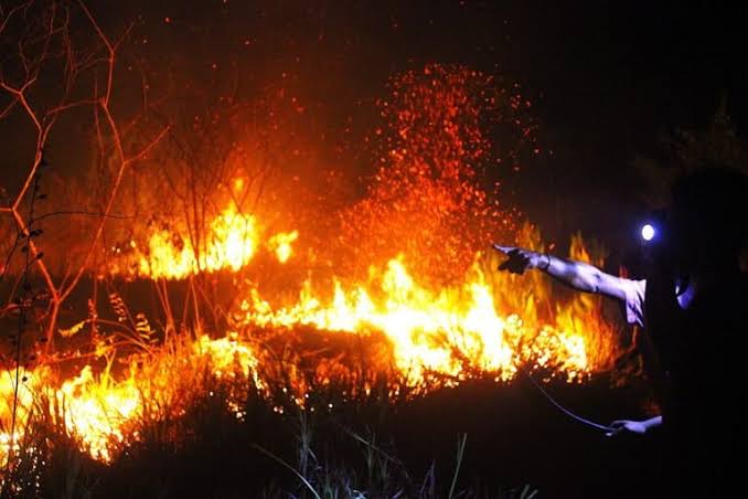 Kebakaran Hutan: Dampak Asap Bagi Lingkungan Dan Masyarakat