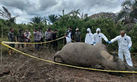 Konflik Satwa Dengan Manusia: Mengapa Habitat Perlu Dilindungi