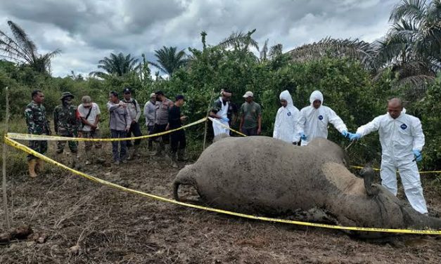 Konflik Satwa Dengan Manusia: Mengapa Habitat Perlu Dilindungi