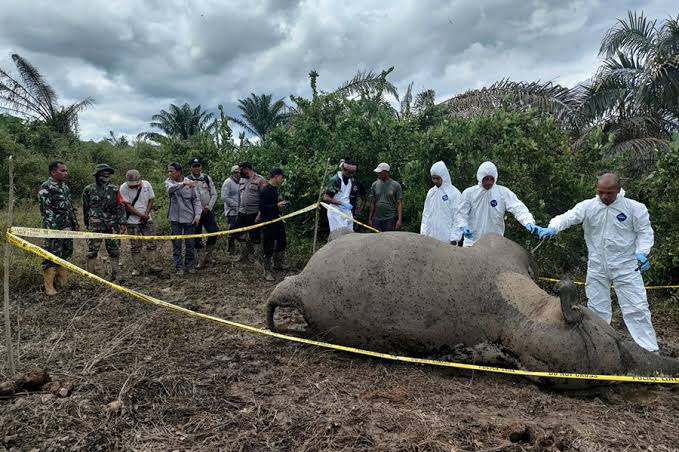 Konflik Satwa Dengan Manusia: Mengapa Habitat Perlu Dilindungi