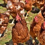 Peternakan Unggas: Menjaga Produktivitas Dan Kesehatan Hewan