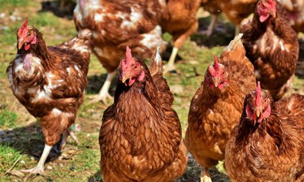 Peternakan Unggas: Menjaga Produktivitas Dan Kesehatan Hewan