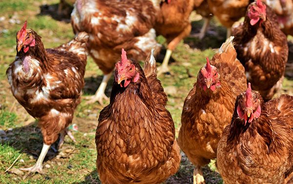 Peternakan Unggas: Menjaga Produktivitas Dan Kesehatan Hewan
